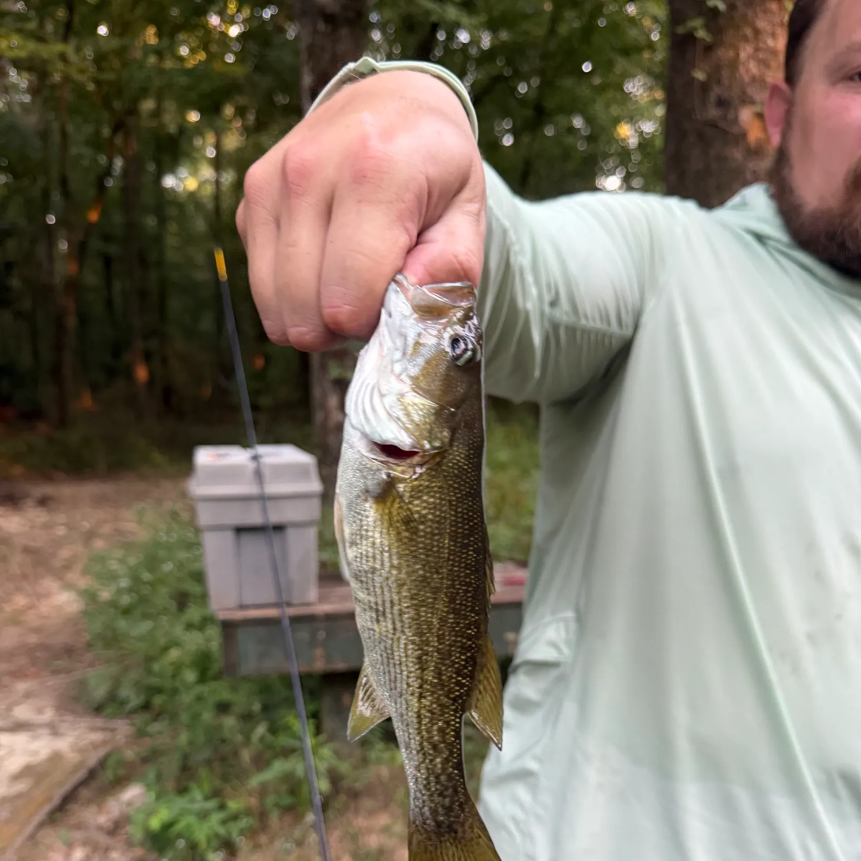 The most recent Redeye bass catches on Fishbrain