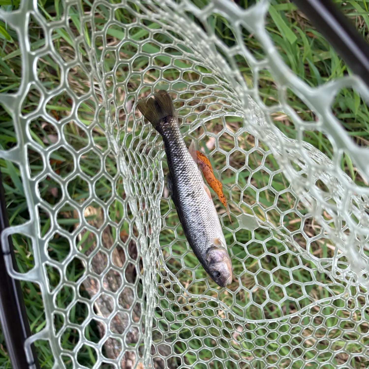Creek chub caught on Fishbrain