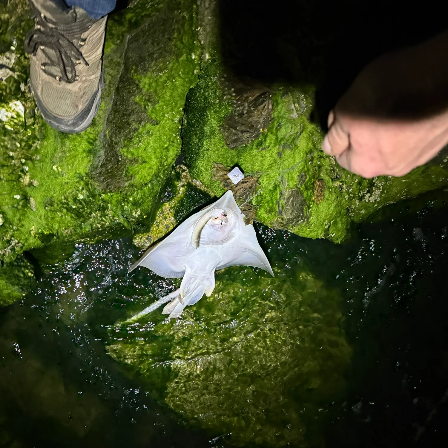 The most recent Blue skate catches on Fishbrain