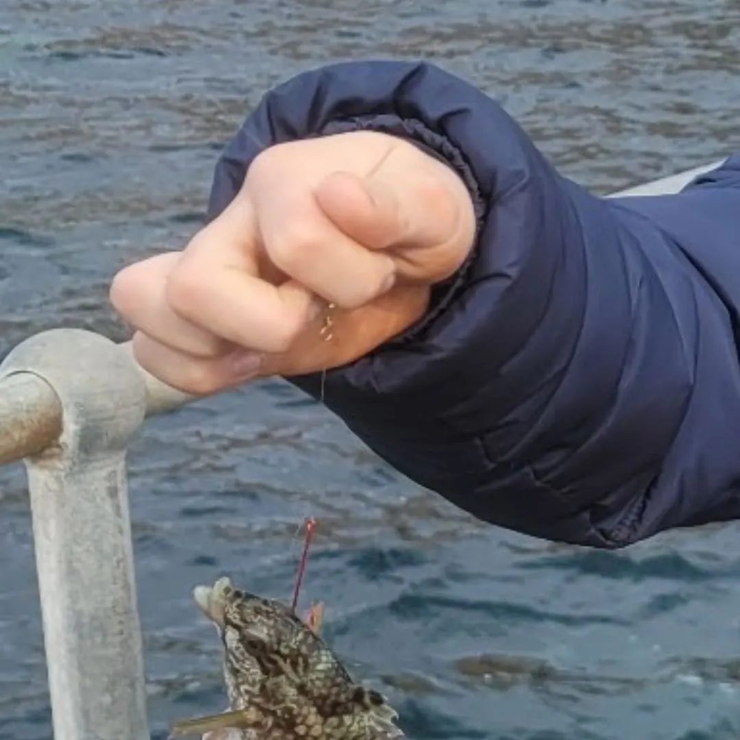 The most recent Brownspotted wrasse catches on Fishbrain