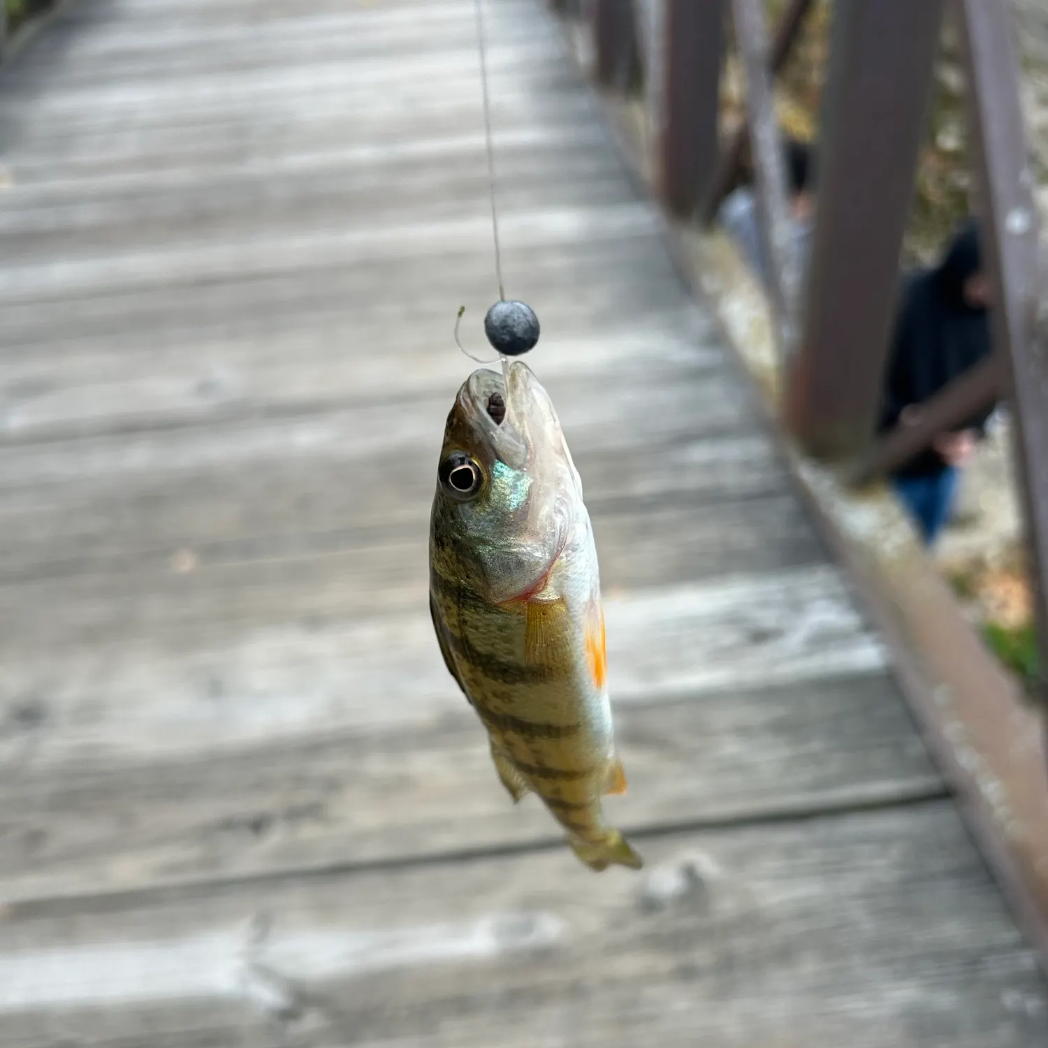Yellow perch caught on Fishbrain