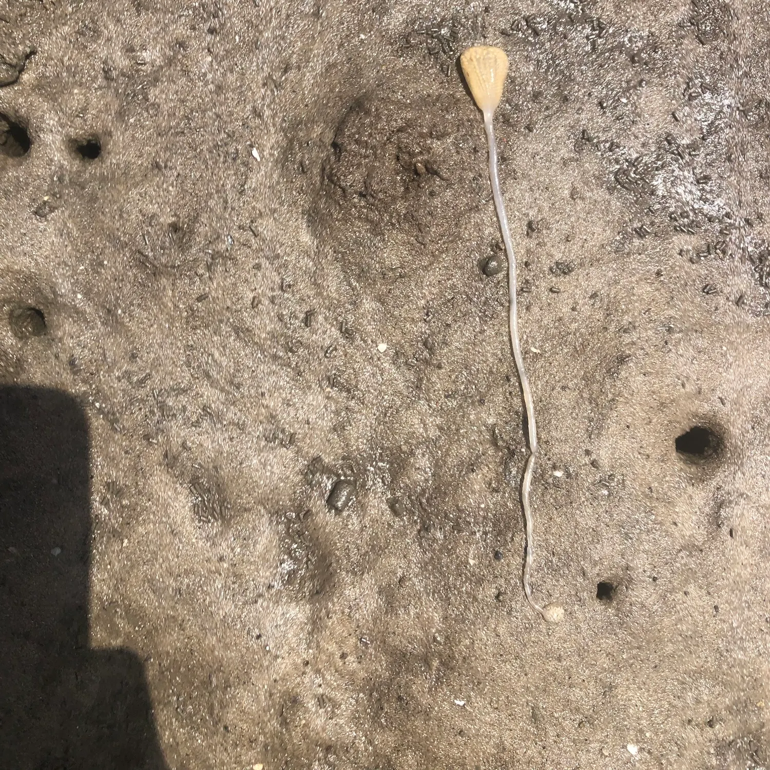 Fish caught on Fishbrain