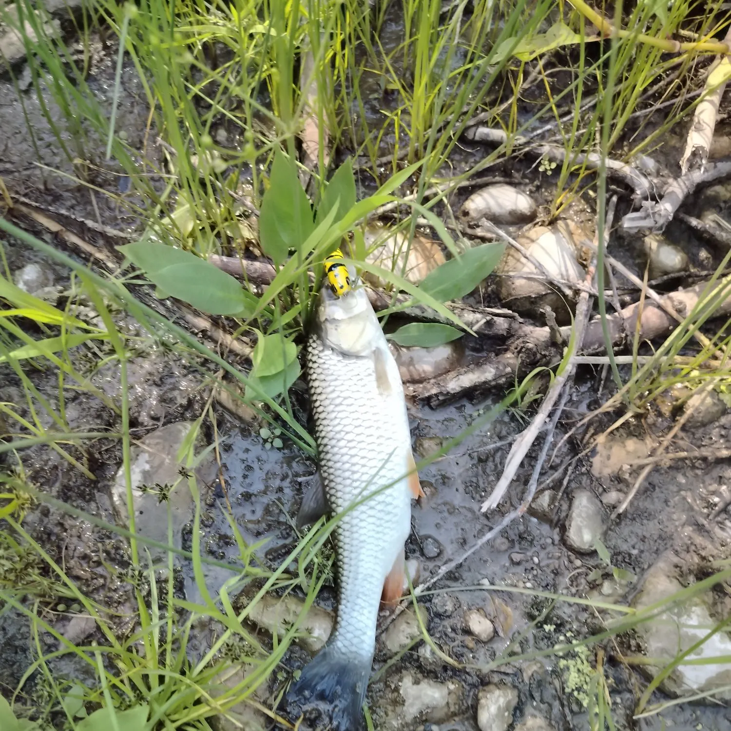 European chub caught on Fishbrain