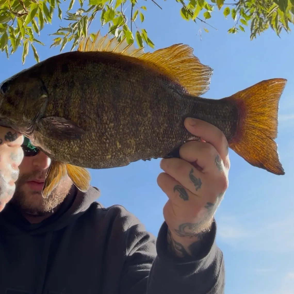 Smallmouth bass caught on Fishbrain