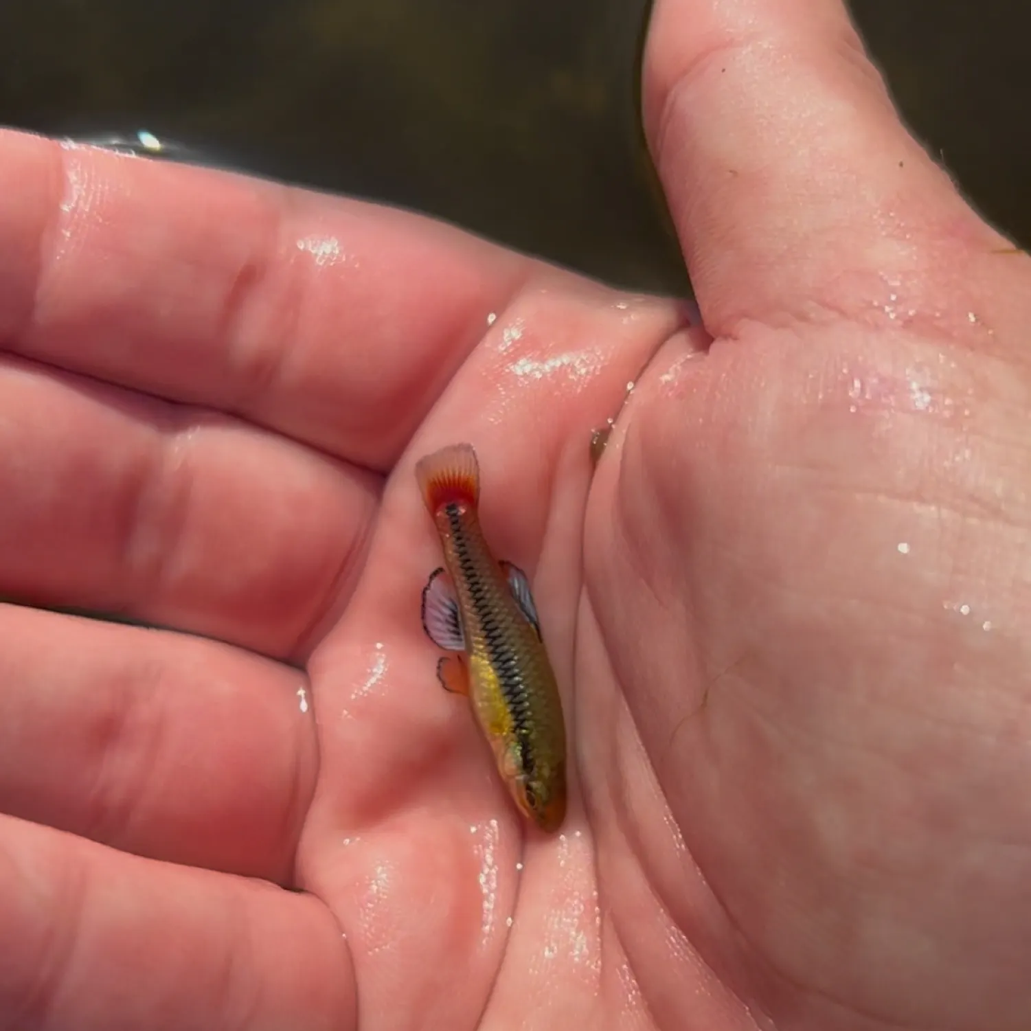 The most recent Bluefin killifish catches on Fishbrain