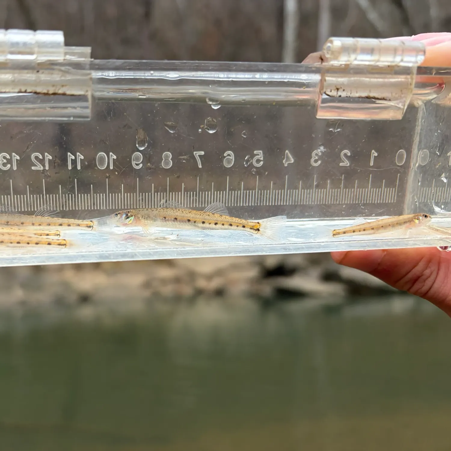 The most recent Eastern sand darter catches on Fishbrain