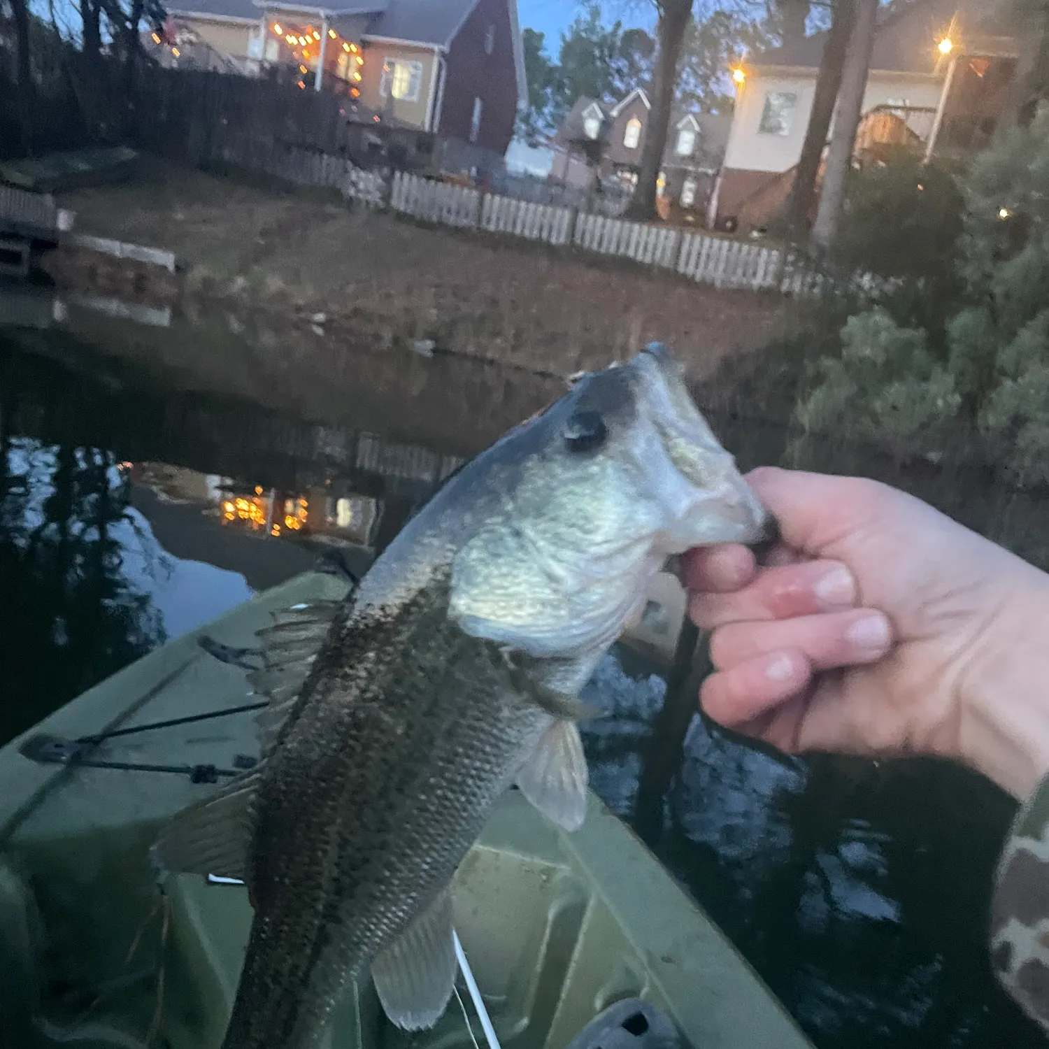 recently logged catches