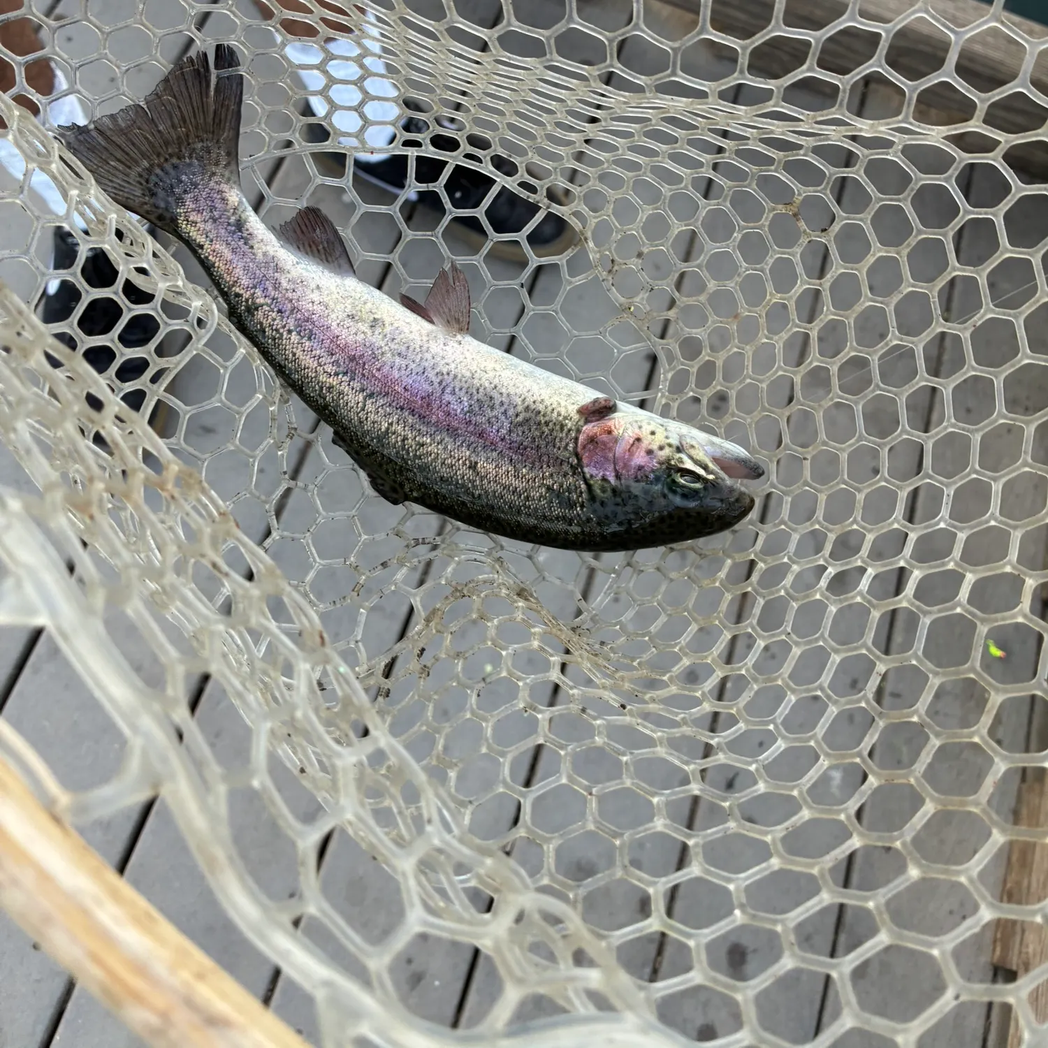 Fish caught on Fishbrain