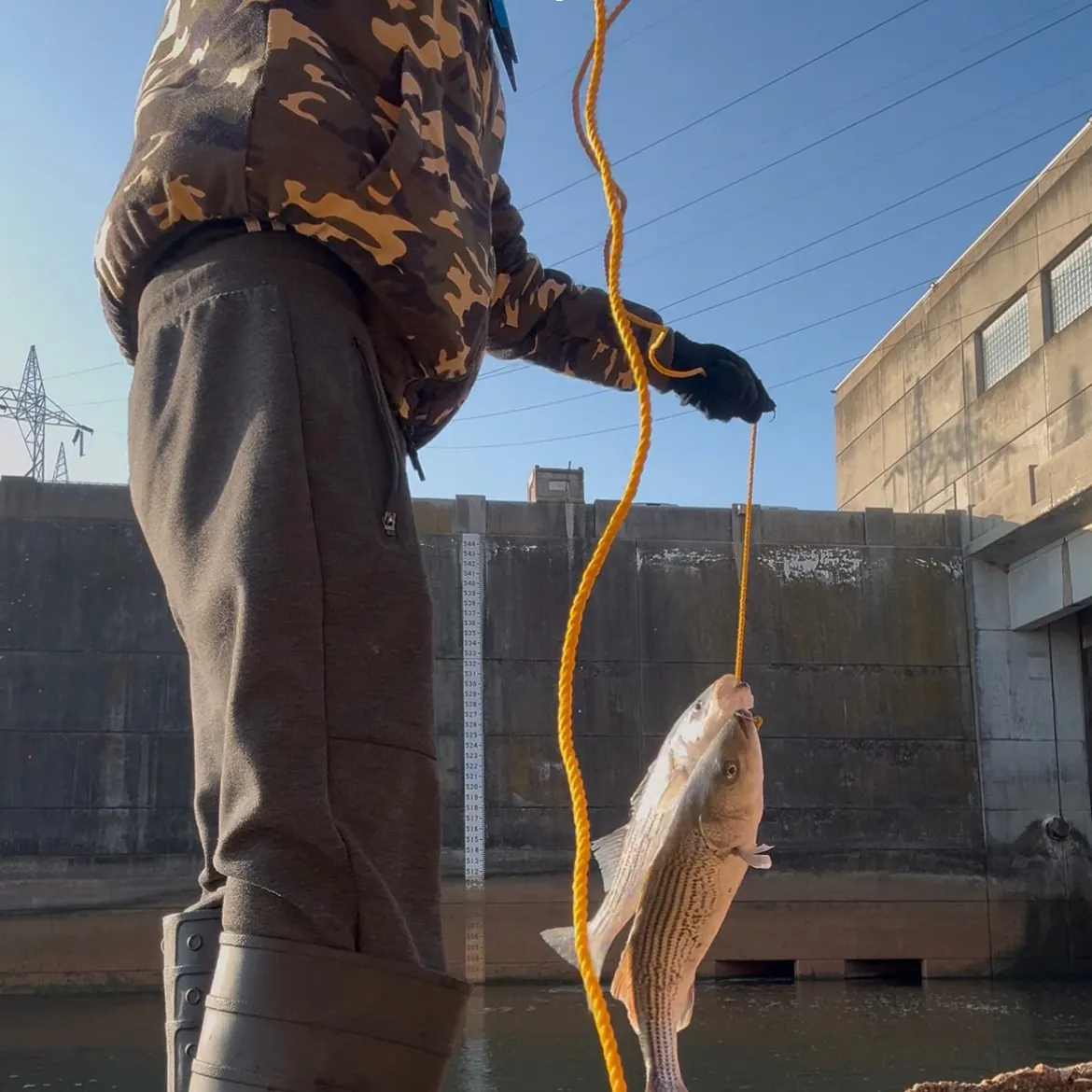 The most recent Striped bass catches on Fishbrain