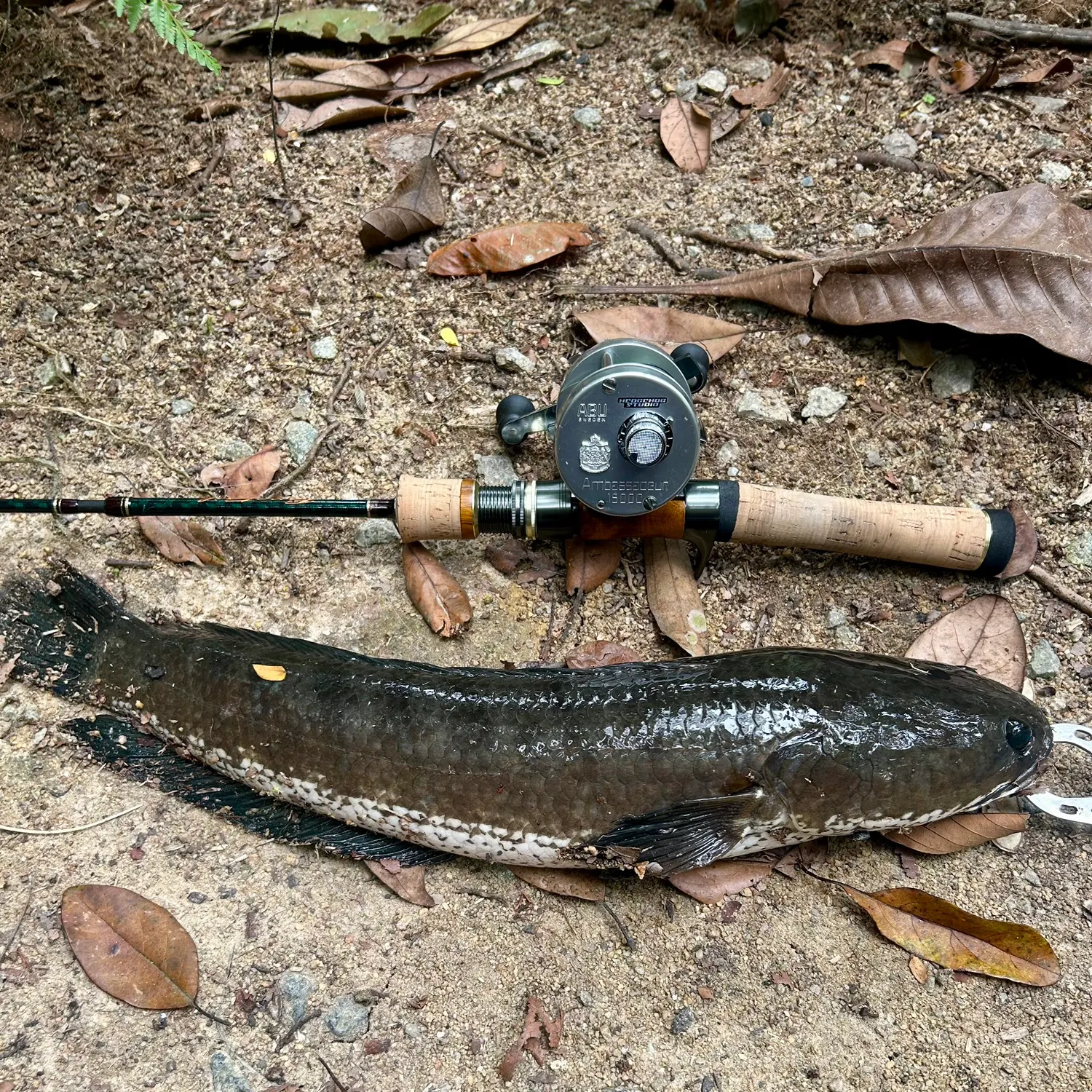 The most recent Forest snakehead catches on Fishbrain