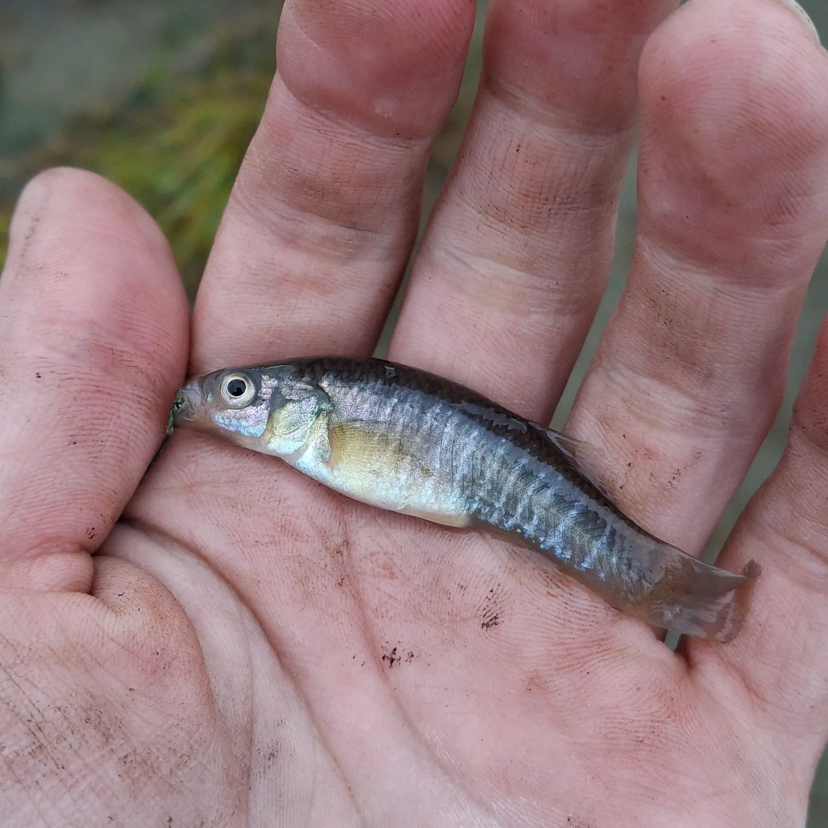 The most recent Mummichog catches on Fishbrain