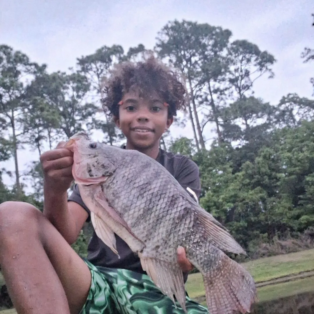 Nile tilapia caught on Fishbrain