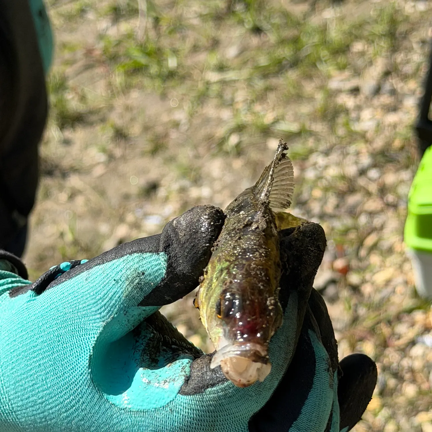 Yellow perch caught on Fishbrain