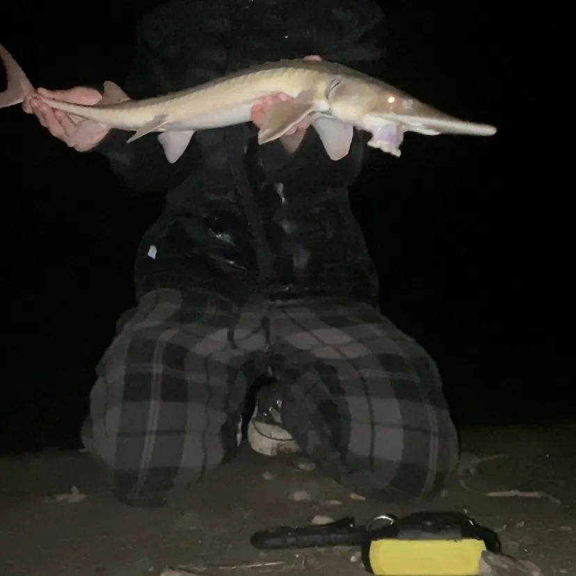 The most recent Shovelnose sturgeon catches on Fishbrain