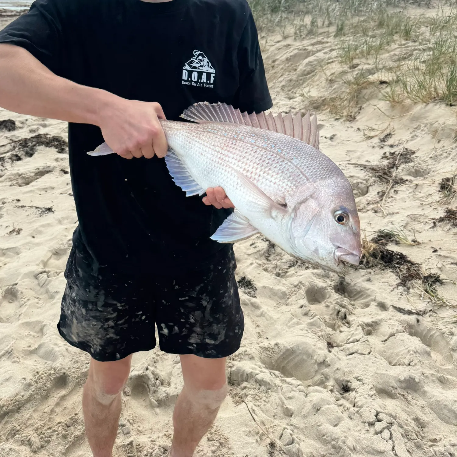 The most recent Australasian snapper catches on Fishbrain