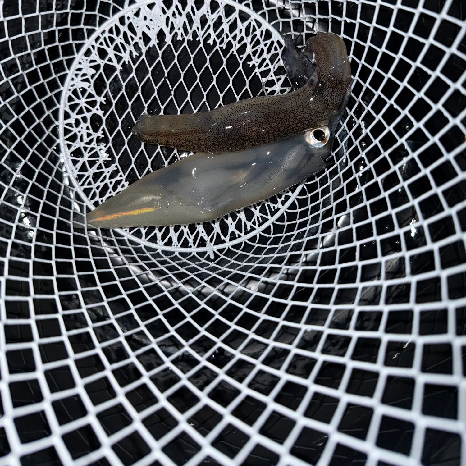 The most recent Gould's squid catches on Fishbrain