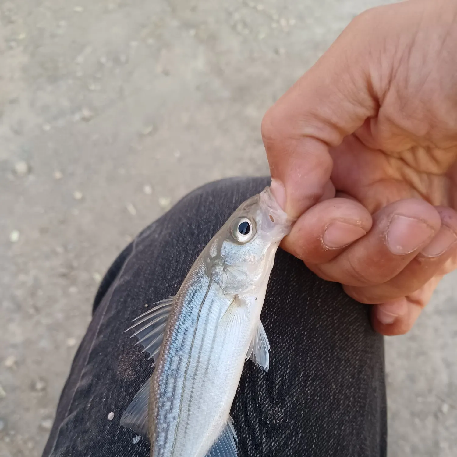 Striped bass caught on Fishbrain