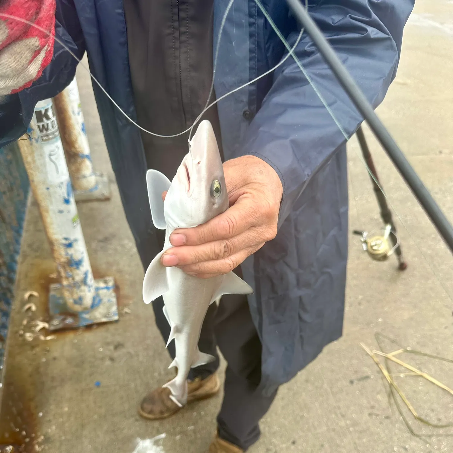 Dusky smooth-hound caught on Fishbrain