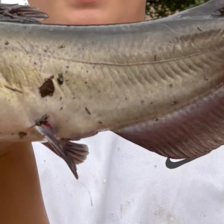 Channel catfish caught on Fishbrain