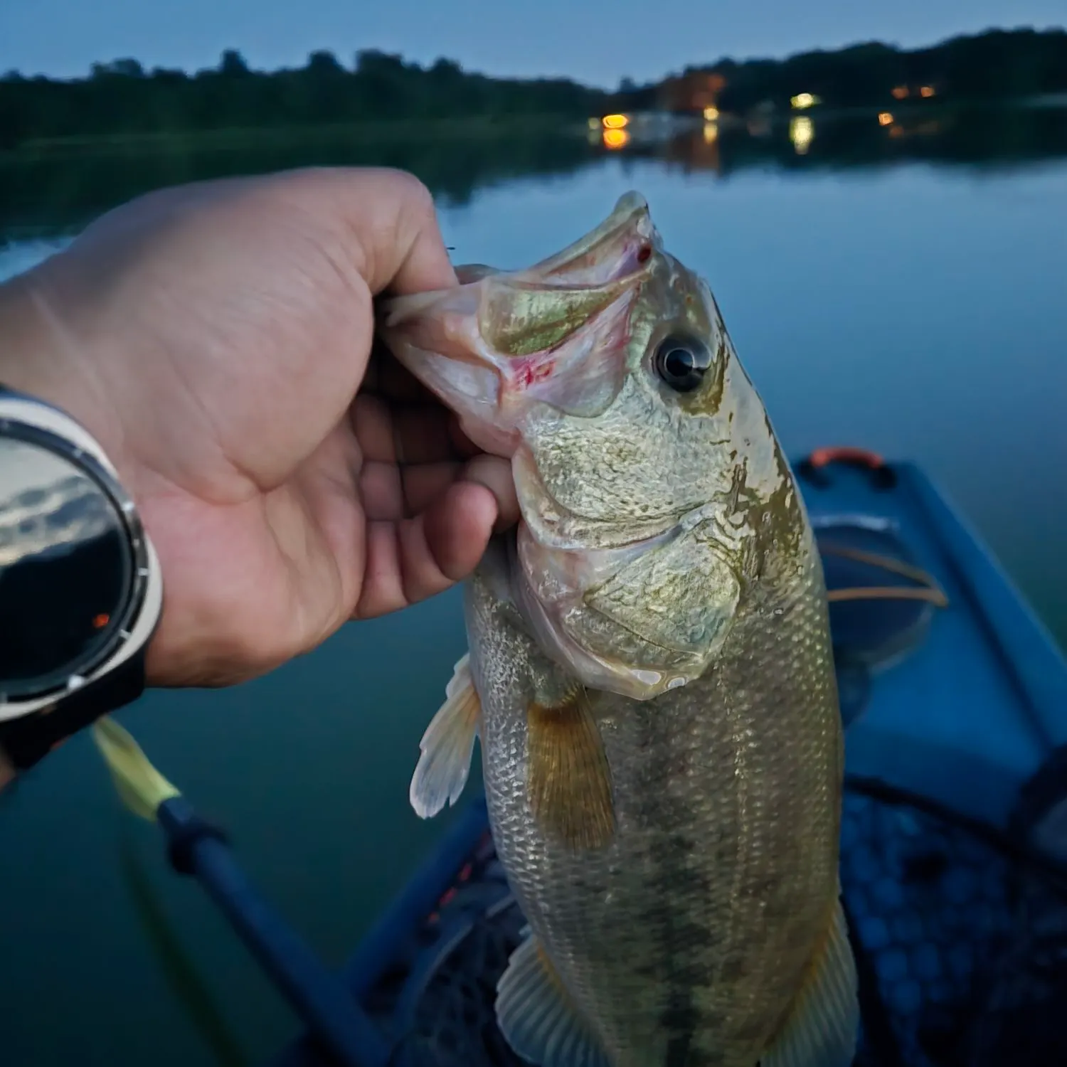 Smallmouth bass caught on Fishbrain