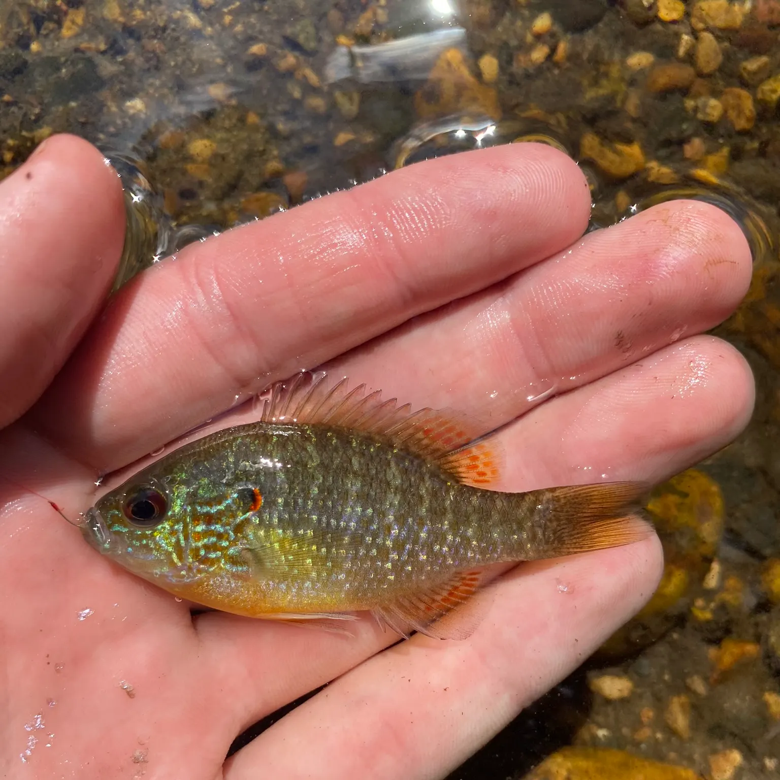 The most recent Northern sunfish catches on Fishbrain