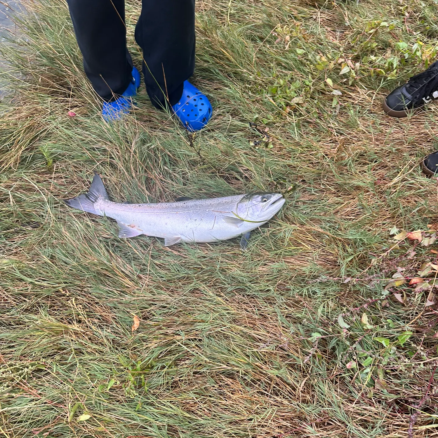 Coho salmon caught on Fishbrain