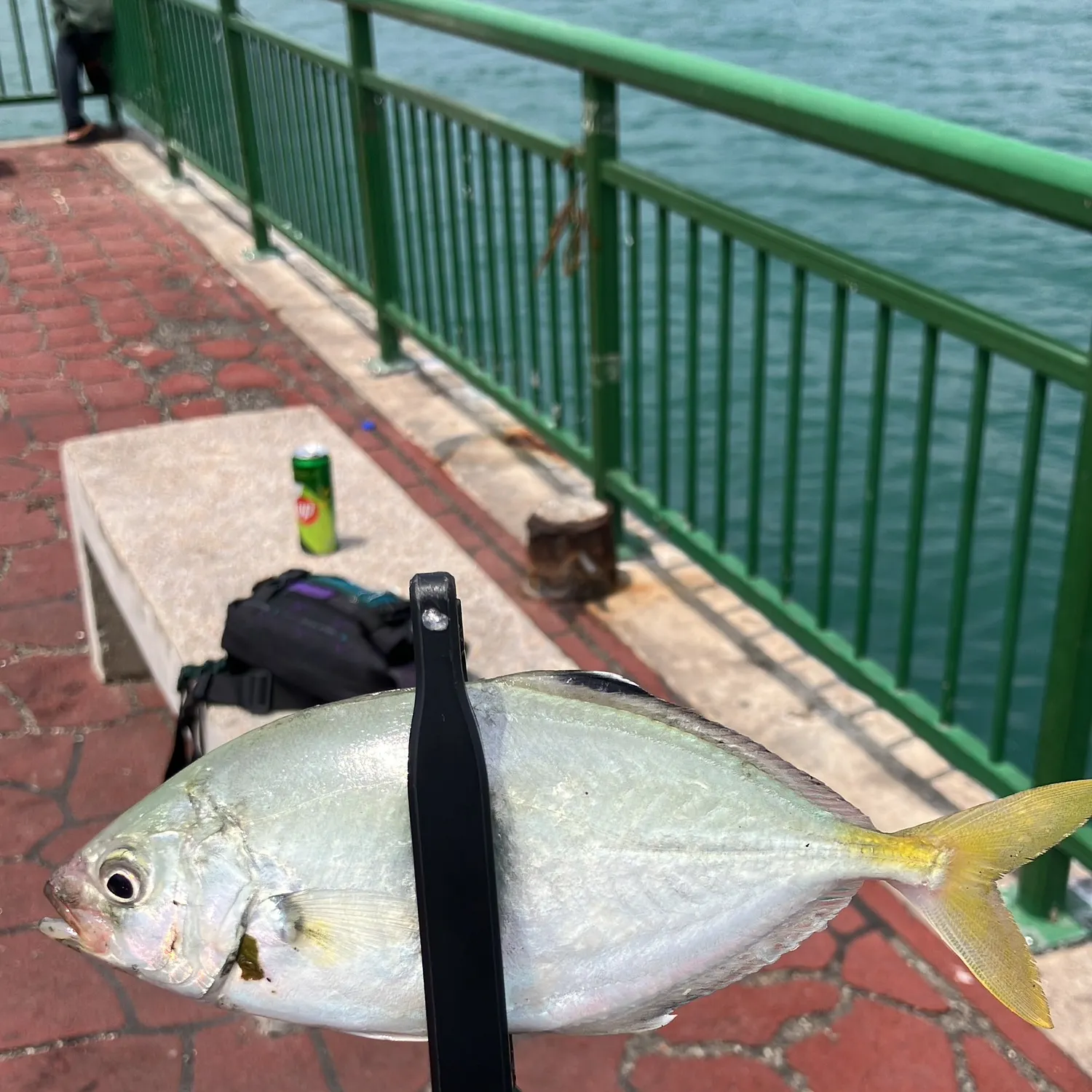 The most recent Shrimp scad catches on Fishbrain