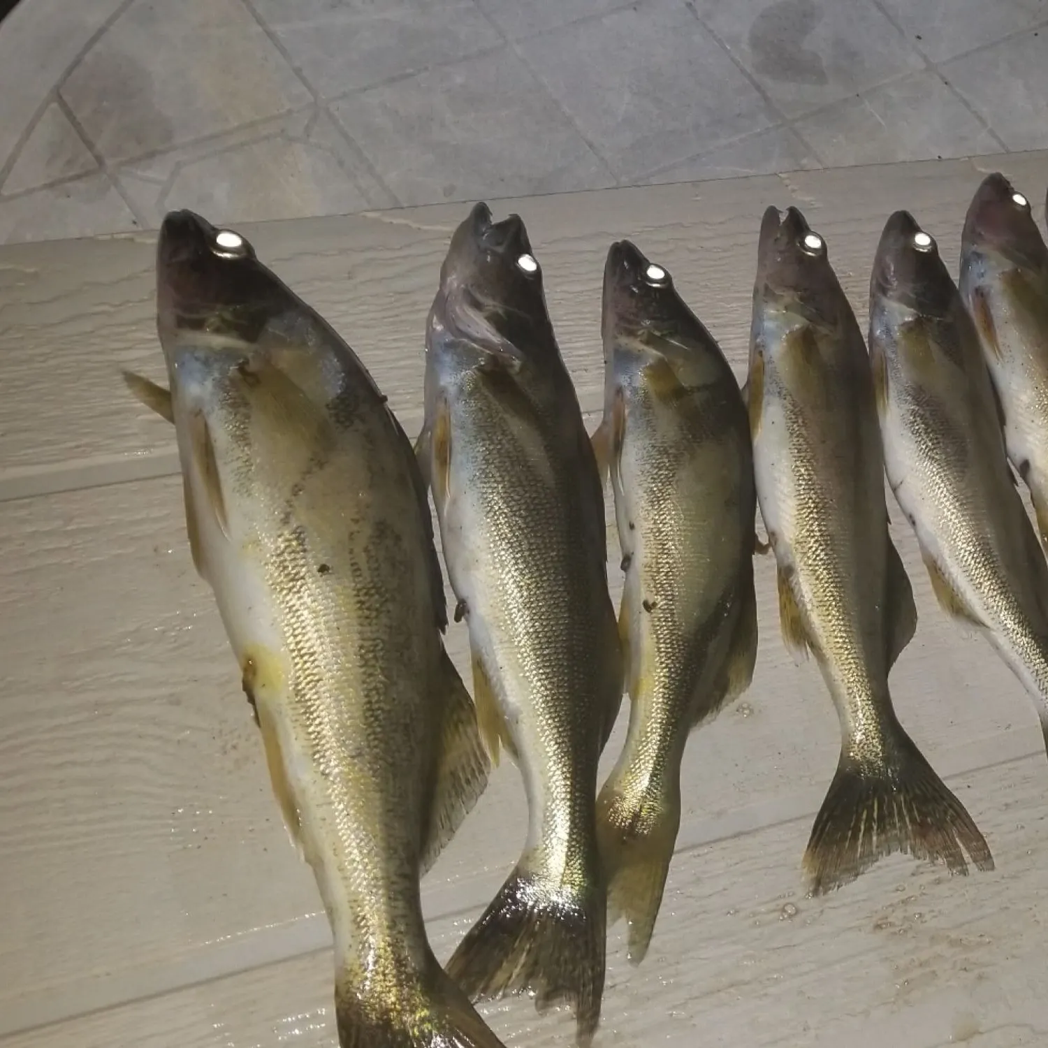 recently logged catches