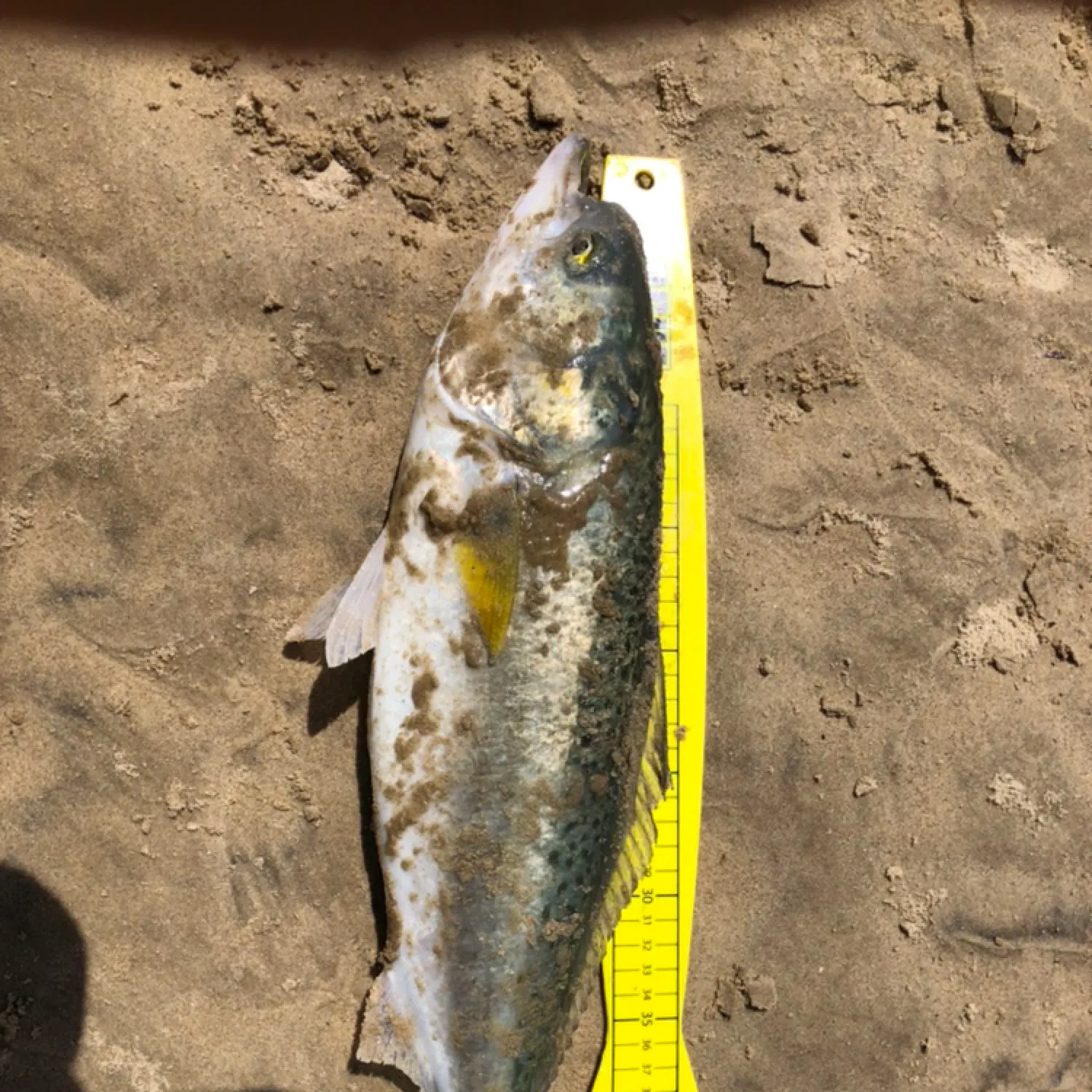 Eastern Australian salmon caught on Fishbrain