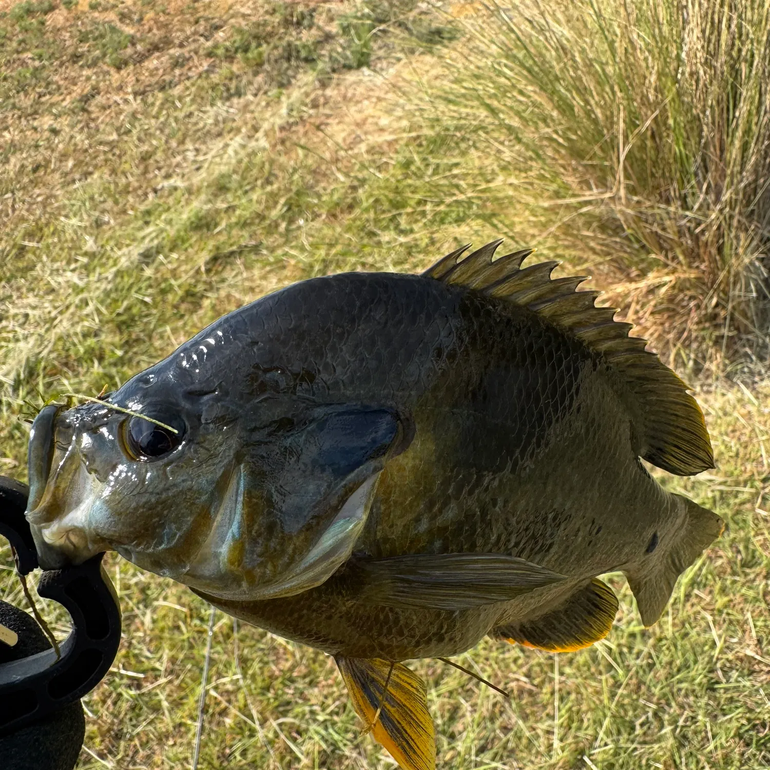 Green sunfish caught on Fishbrain