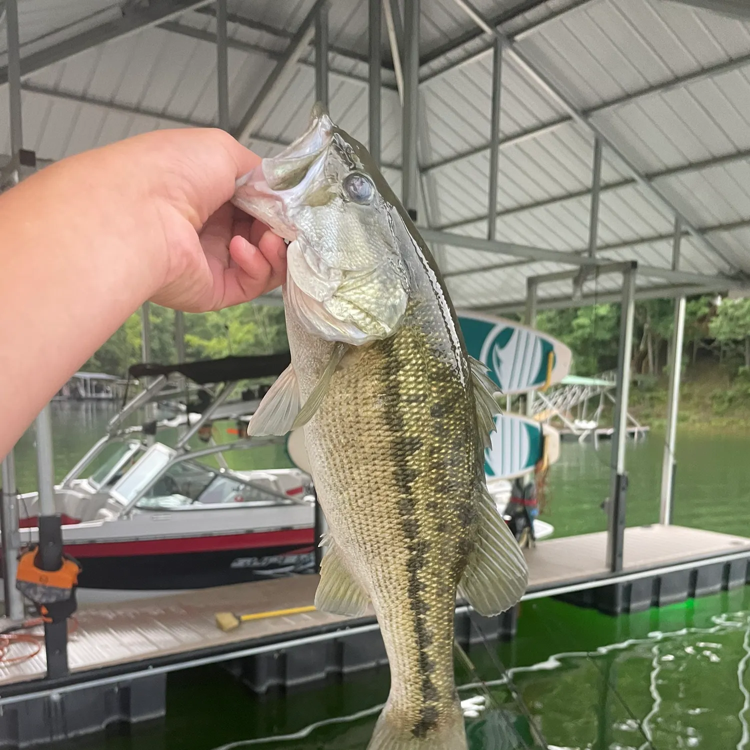 The most recent Alabama bass catches on Fishbrain