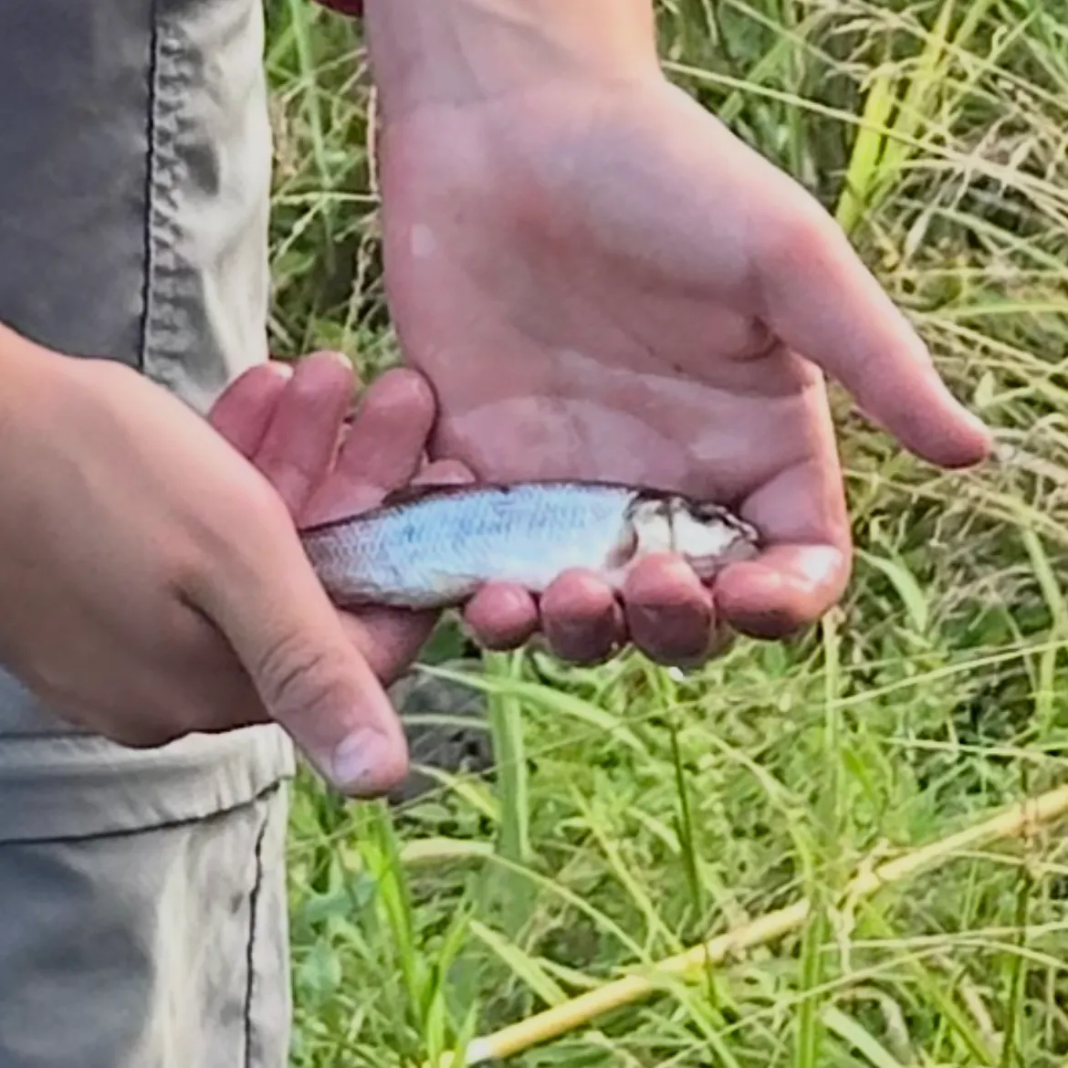 Fallfish caught on Fishbrain