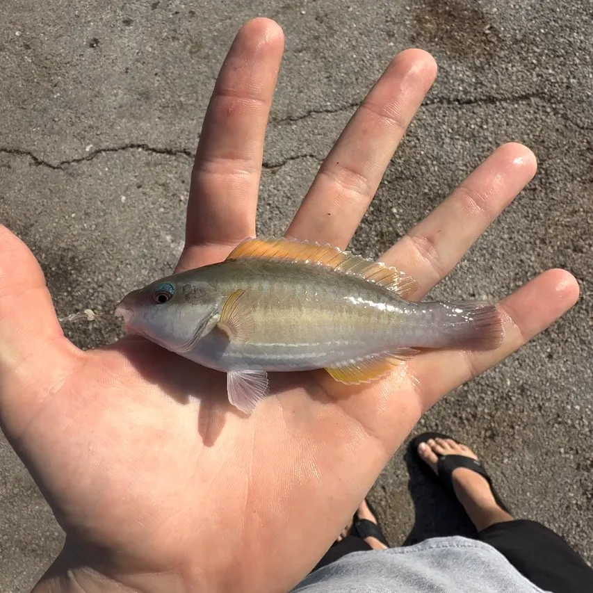 The most recent Princess parrotfish catches on Fishbrain