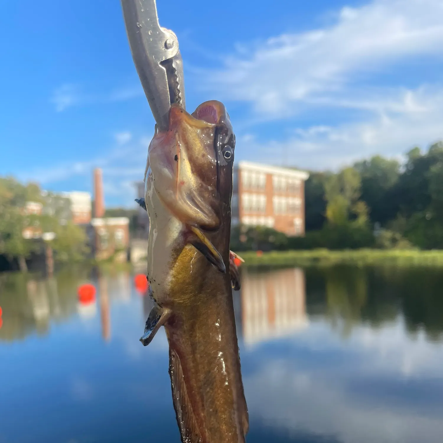 Yellow bullhead caught on Fishbrain