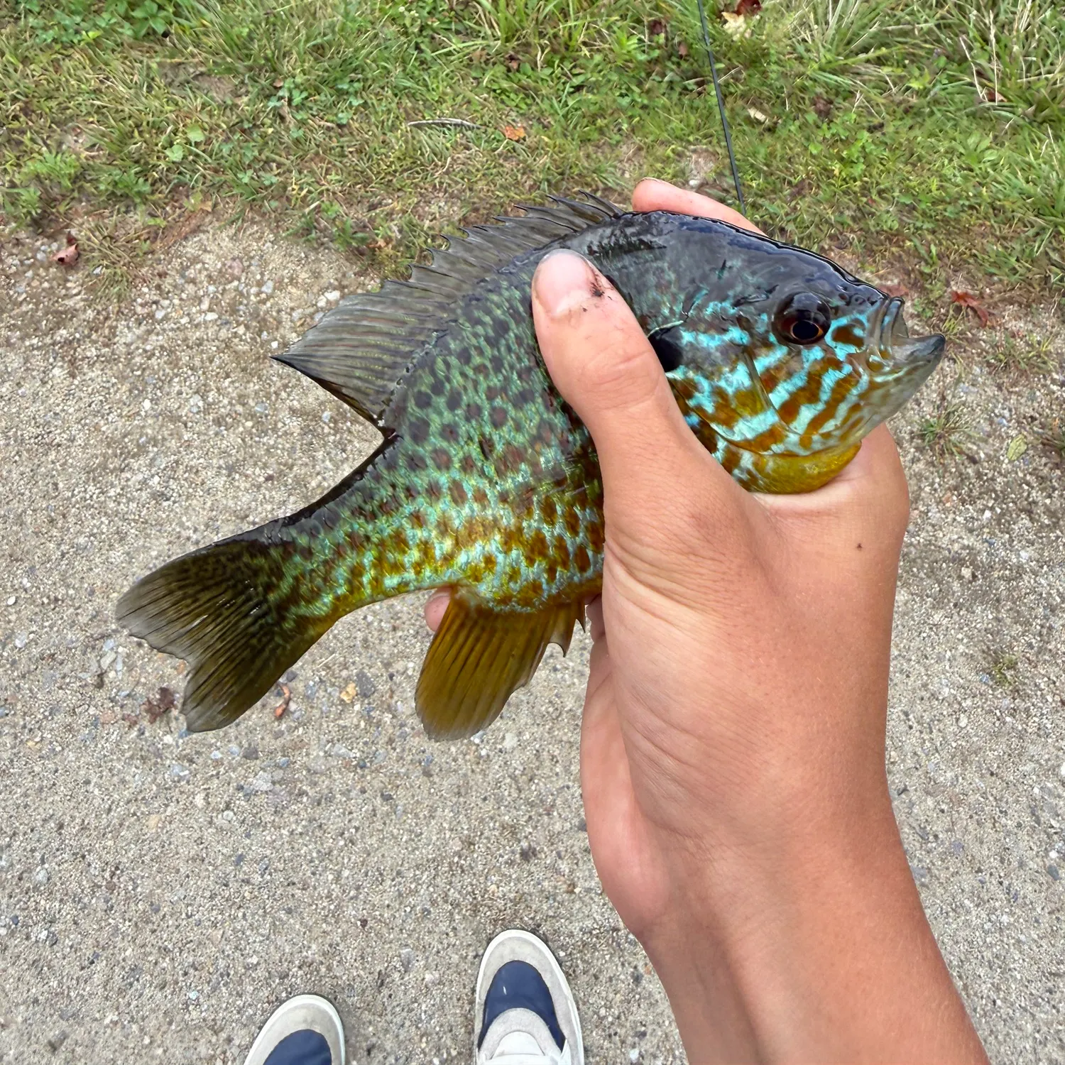 Pumpkinseed caught on Fishbrain
