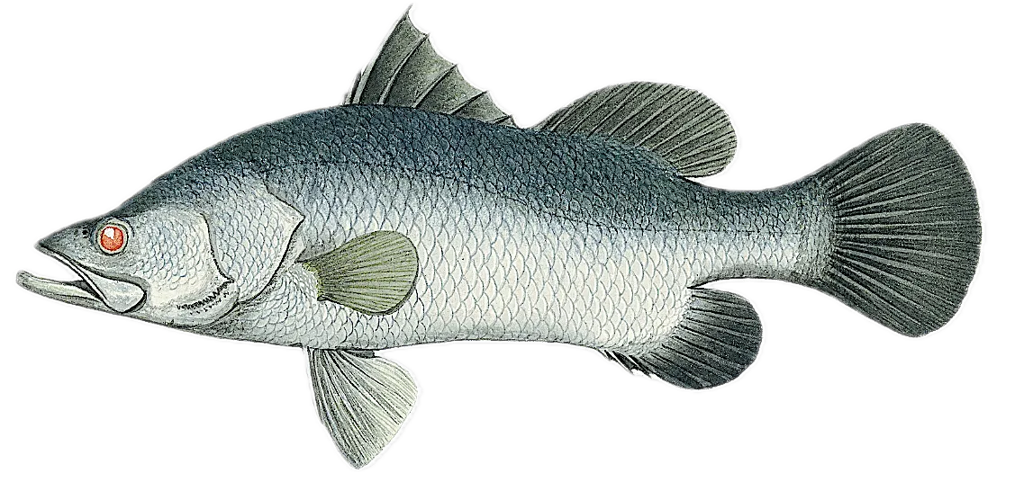 Barramundi