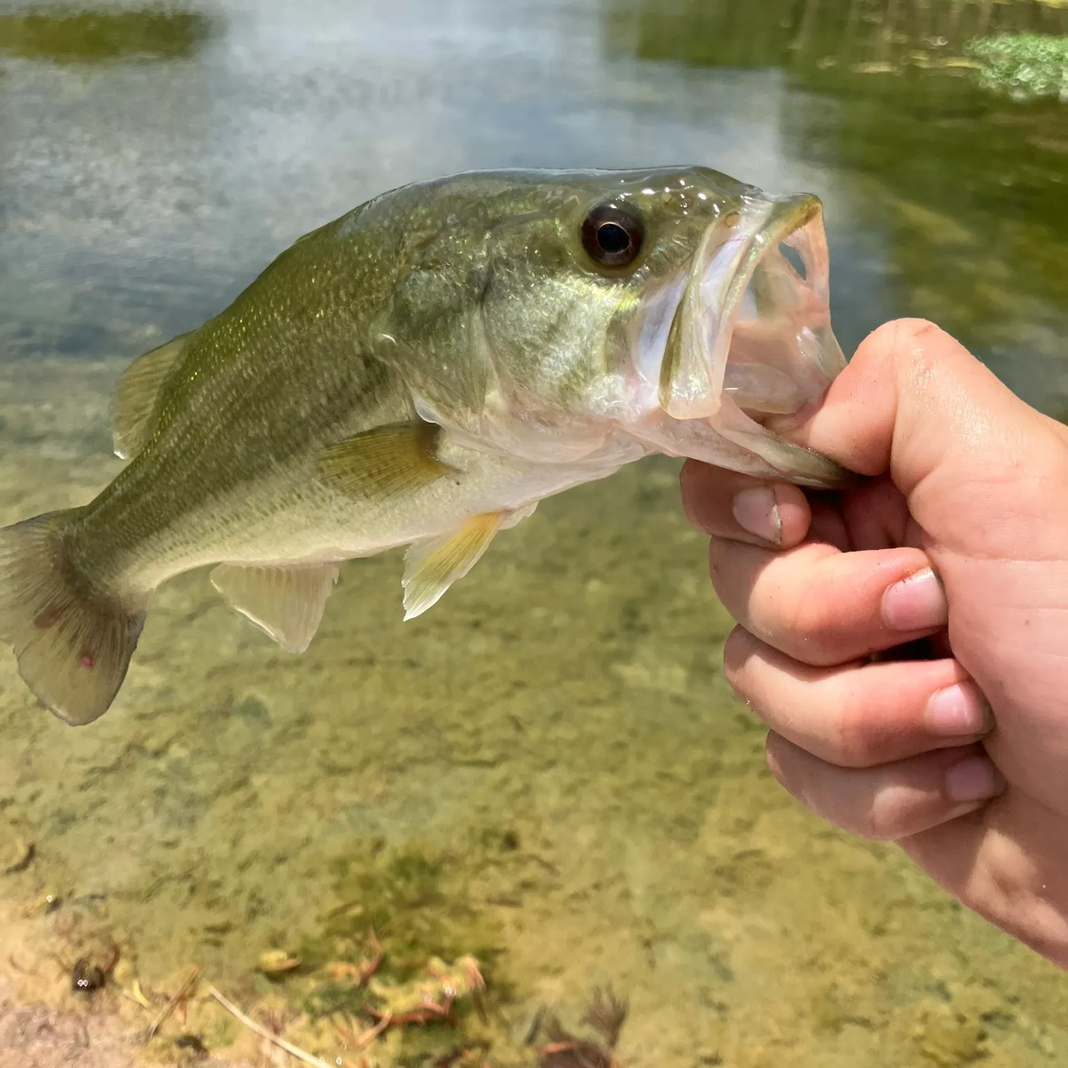 Largemouth bass caught on Fishbrain