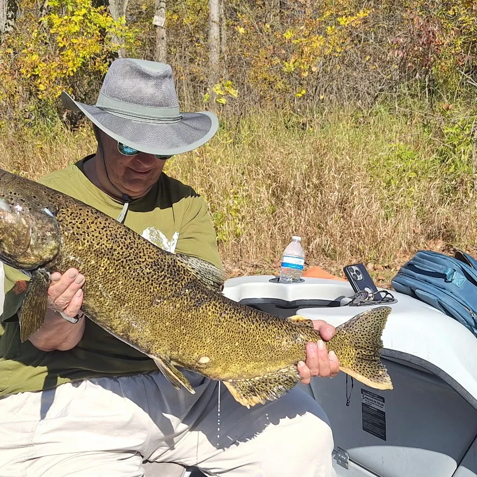 Chinook salmon caught on Fishbrain
