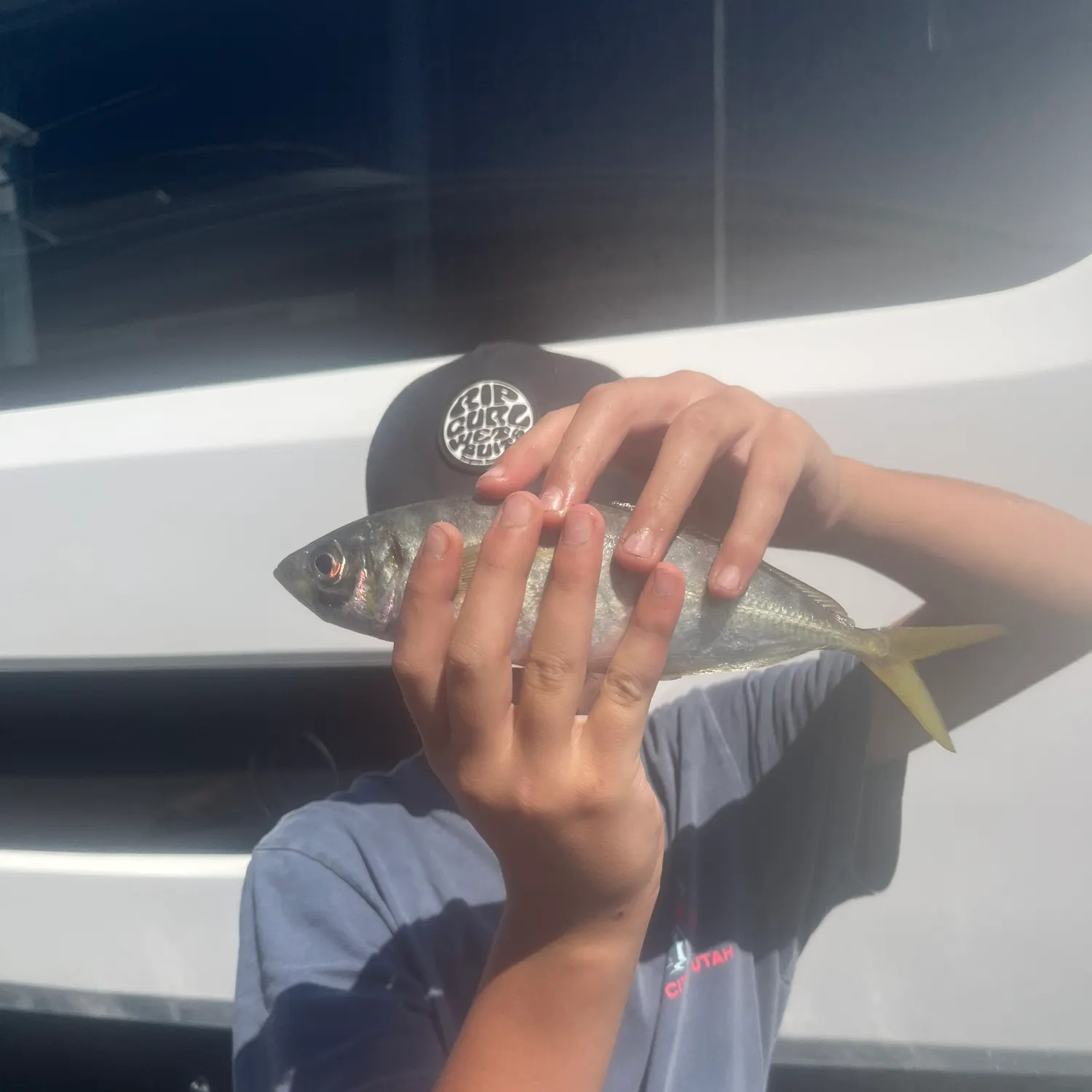 The most recent Yellowtail scad catches on Fishbrain