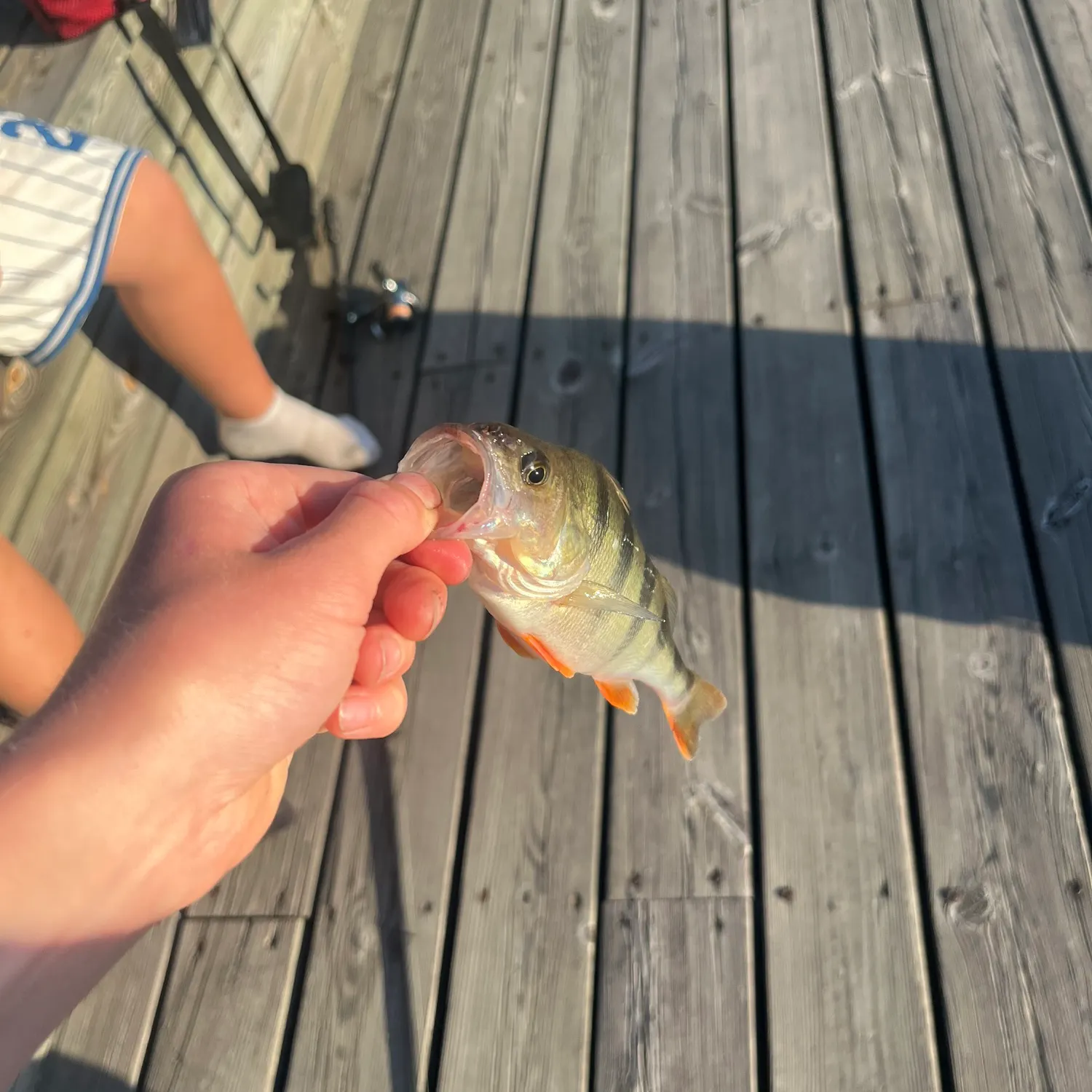 European perch caught on Fishbrain
