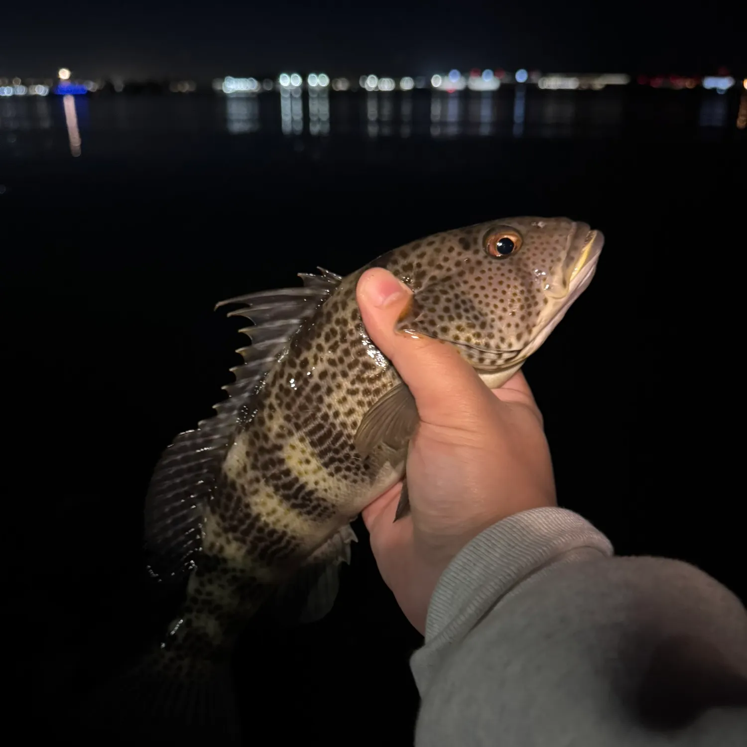 The most recent Spotted sand bass catches on Fishbrain