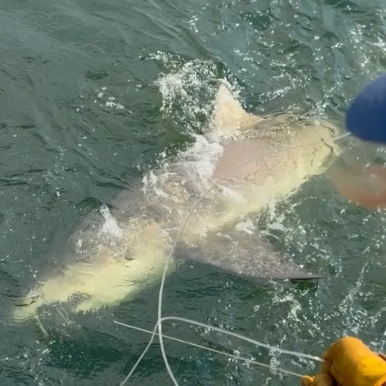 Lemon shark caught on Fishbrain