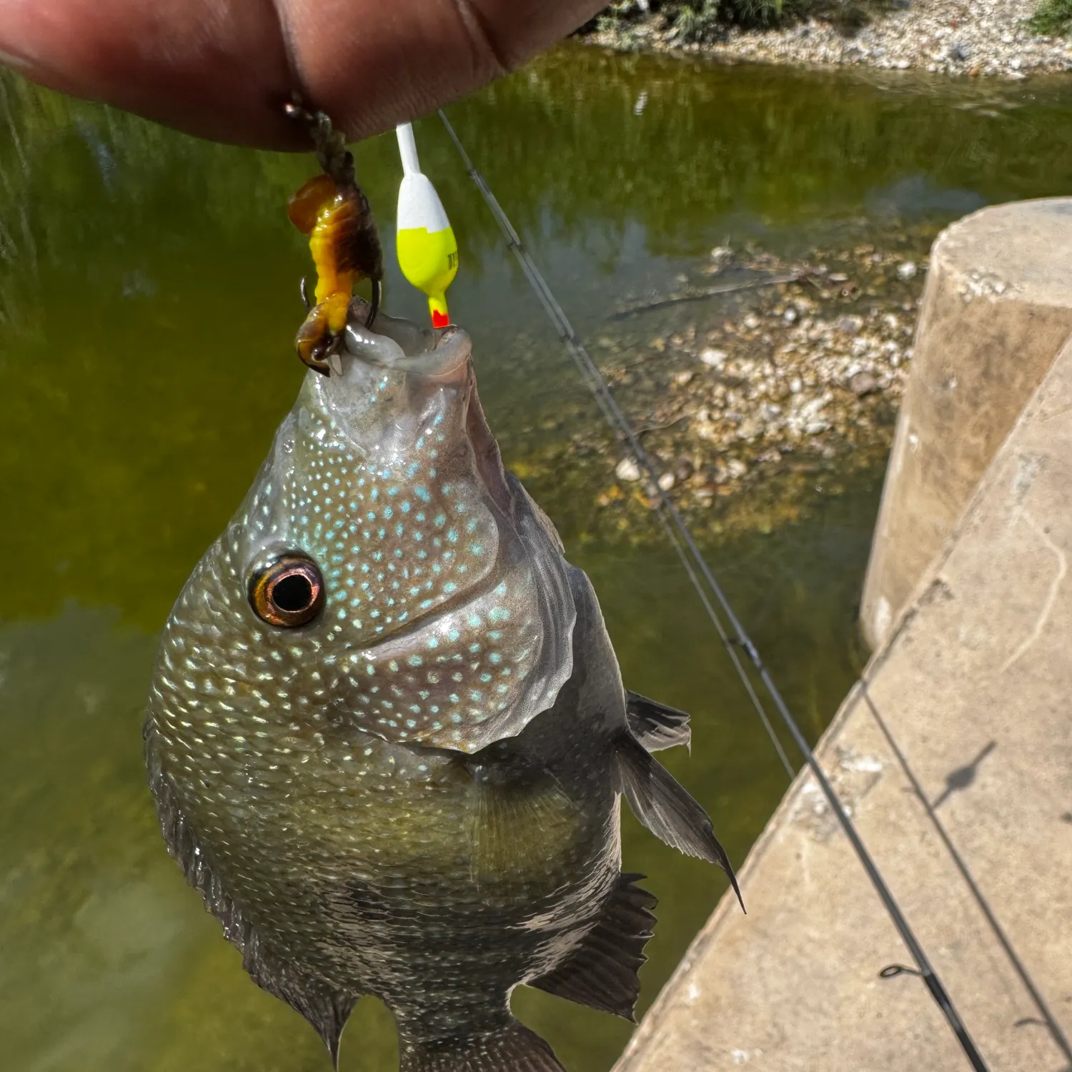 Rio Grande cichlid caught on Fishbrain