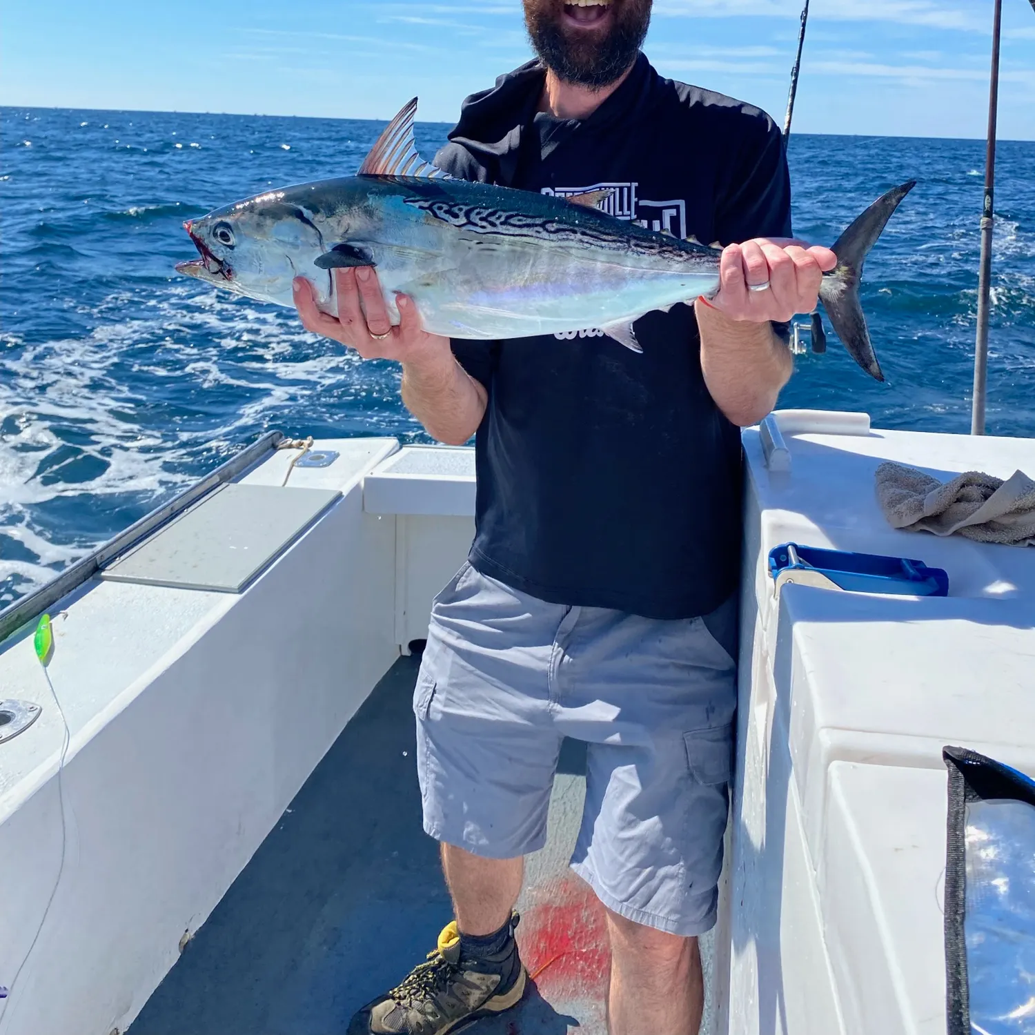 Little tunny caught on Fishbrain