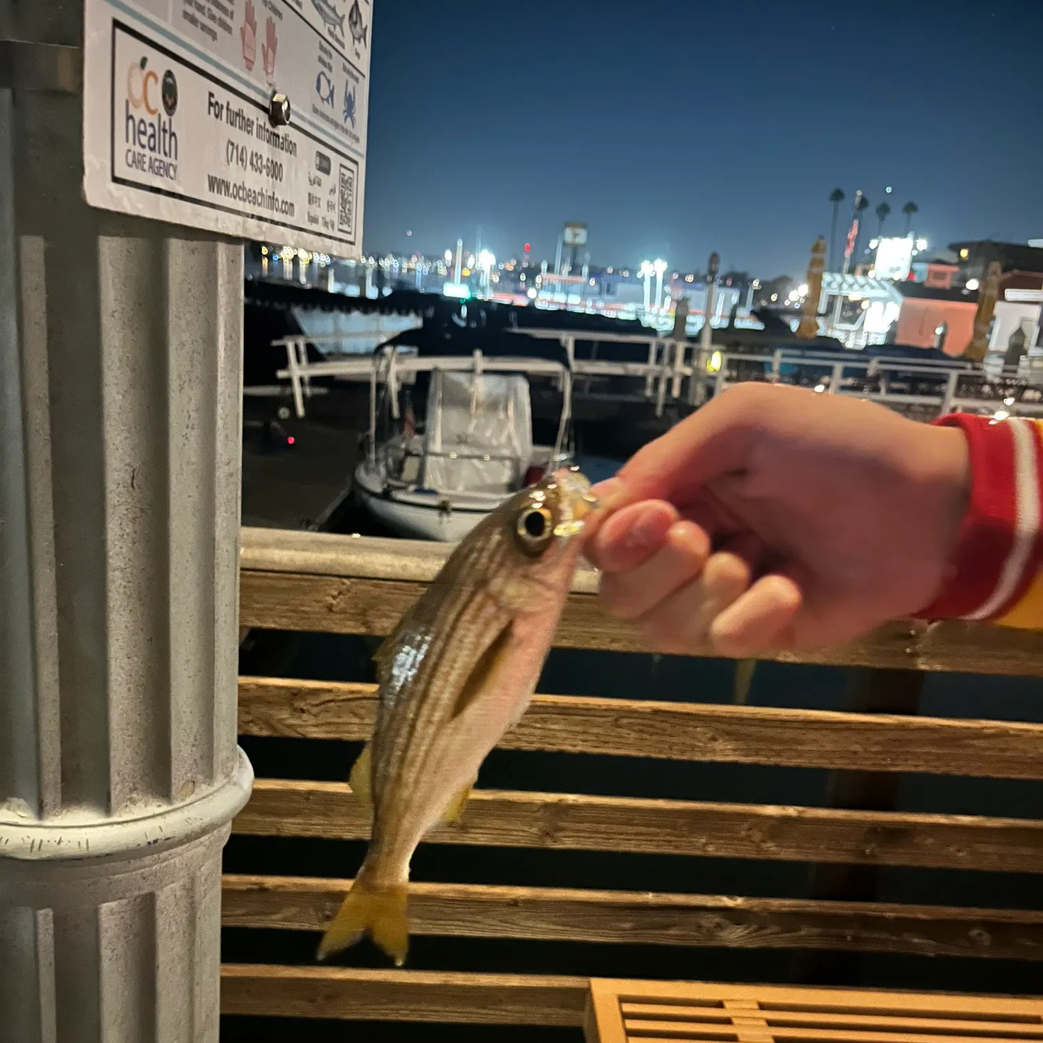 The most recent Californian salema catches on Fishbrain