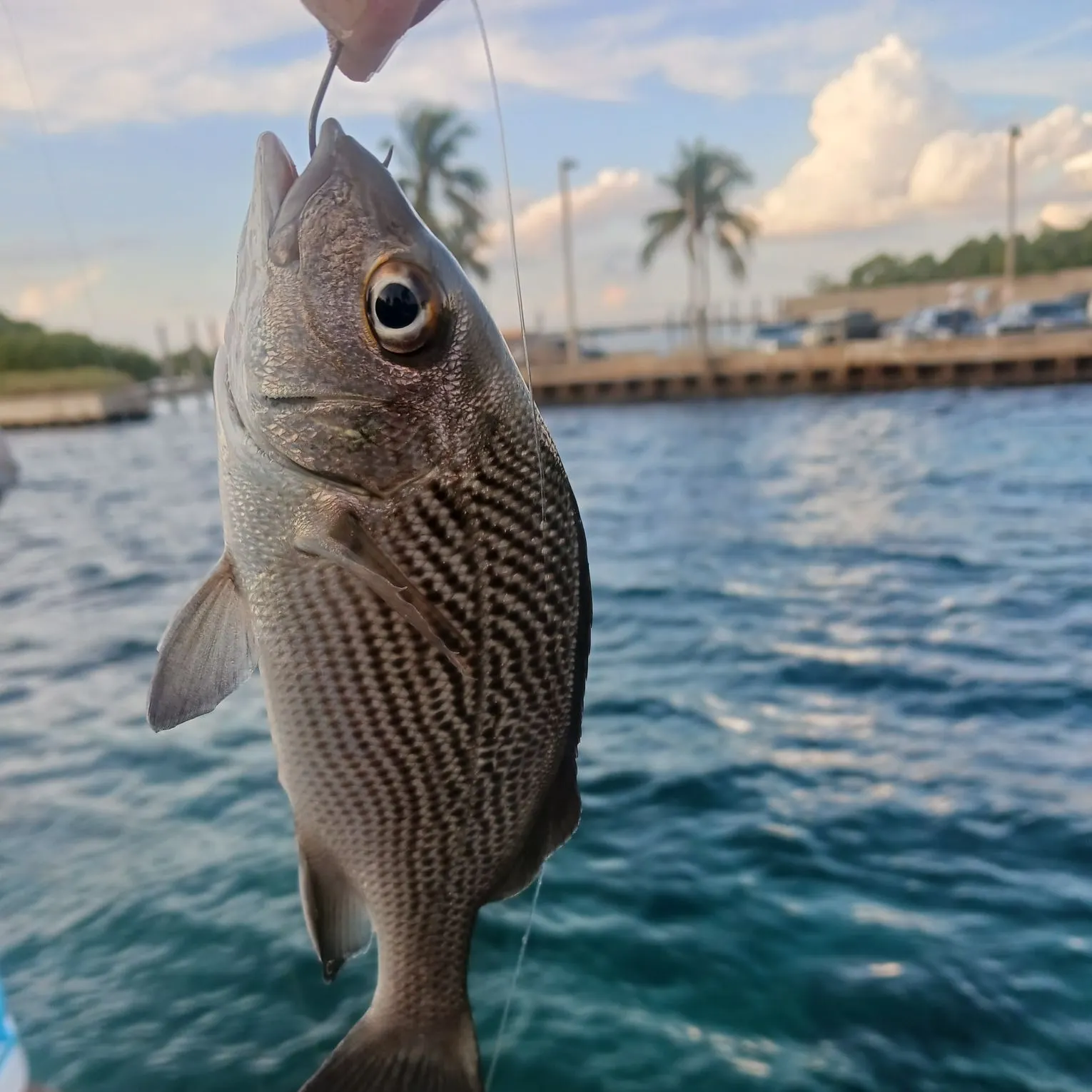 The most recent White grunt catches on Fishbrain