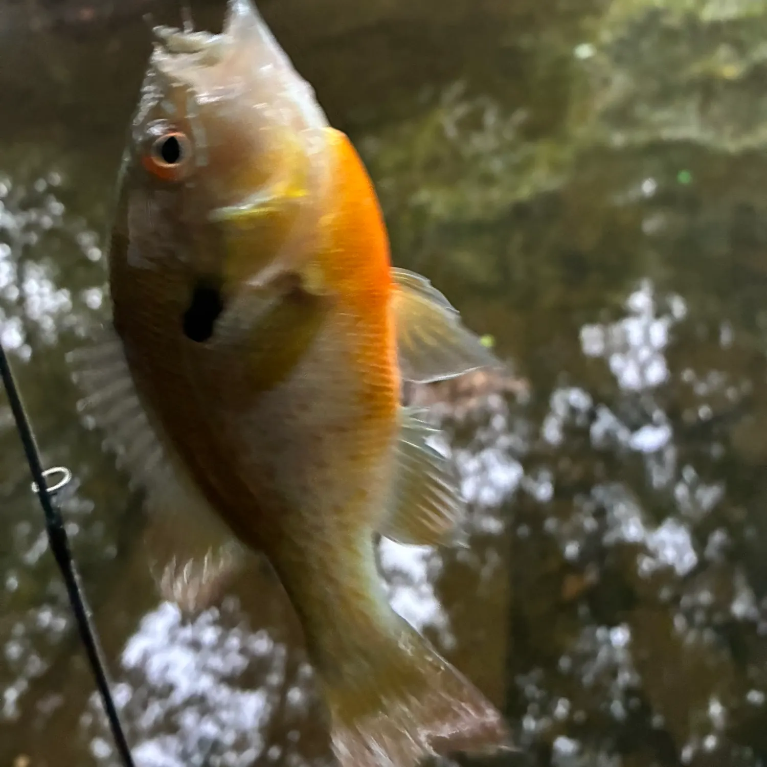 Redbreast sunfish caught on Fishbrain