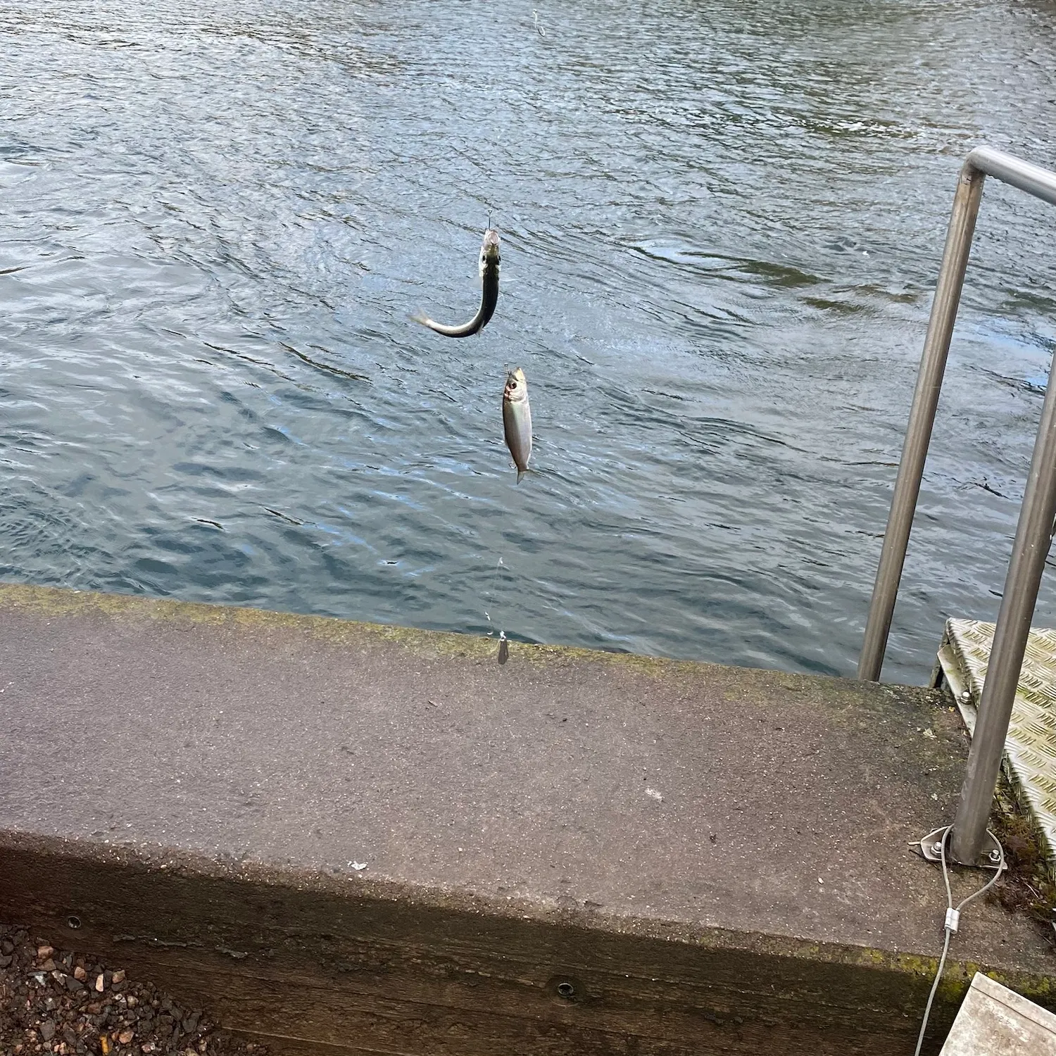 Atlantic herring caught on Fishbrain