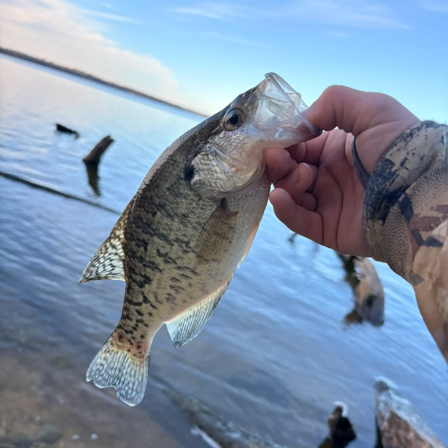 The most recent White crappie catches on Fishbrain