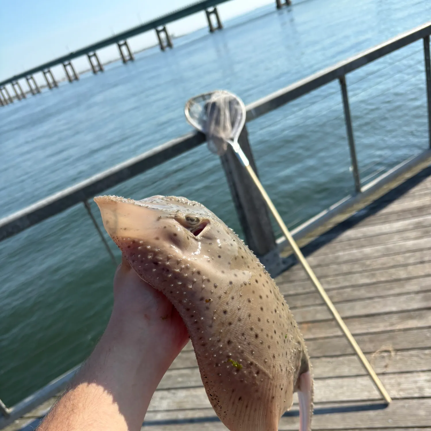 The most recent Winter skate catches on Fishbrain